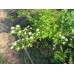 пузыреплодник зеленый саженцы  купить в алматы питомник растений росток rostok лиственные деревья и кустарники живая изгородь